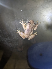 Litoria quiritatus