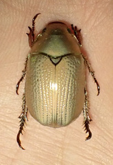 Anoplostethus roseus