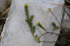 Thymelaea coridifolia
