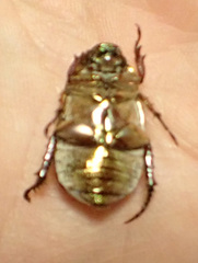 Anoplostethus roseus