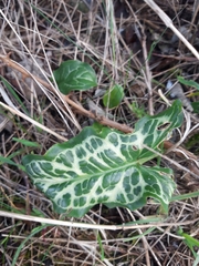 Arum italicum italicum