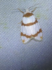 Thermograpta rufizonata