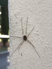 Dasylobus graniferus