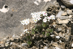 Androsace ovczinnikovii