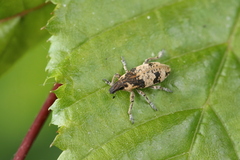 Bothynoderes affinis
