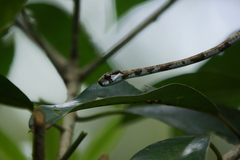 Aplopeltura boa