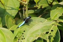 Cyanothemis simpsoni