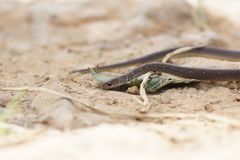 Gongylosoma baliodeira