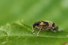 Bothynoderes affinis