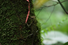 Gonocephalus kuhlii