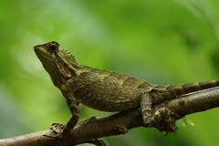 Gonocephalus kuhlii
