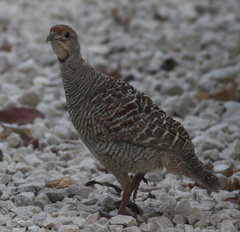 Ortygornis pondicerianus
