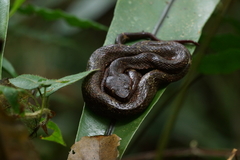 Craspedocephalus puniceus