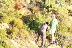 Leucadendron sessile