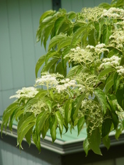 Cornus macrophylla