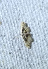 Araeopteron