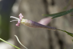 Silene brahuica
