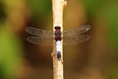 Hadrothemis coacta