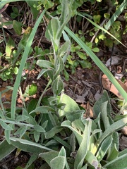 Helichrysum cephaloideum