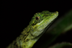 Pseudocalotes tympanistriga