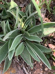 Helichrysum cephaloideum