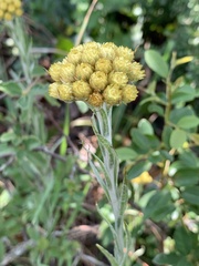 Helichrysum cephaloideum