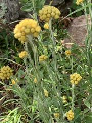 Helichrysum cephaloideum