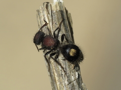 Sigilla dorsata