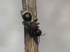 Sigilla dorsata