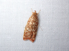 Syringoseca rhodoxantha