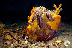 Ulosa digitata