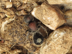 Sigilla dorsata