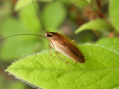 Blattella nipponica