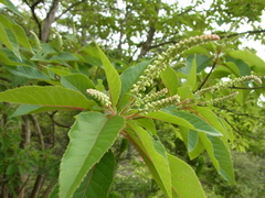 Clethra barbinervis