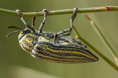 Julodis aristidis