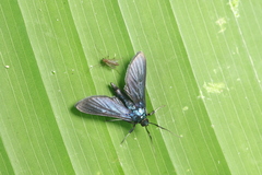 Desmia filicornis