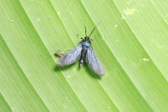 Desmia filicornis