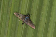 Desmia filicornis