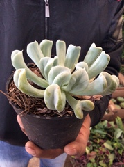 Echeveria runyonii