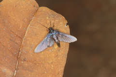 Desmia filicornis