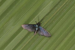 Desmia filicornis