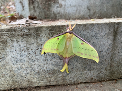 Actias sinensis