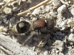 Sigilla dorsata