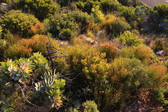 Leucadendron sessile