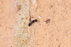 Spilomena