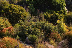 Leucadendron sessile