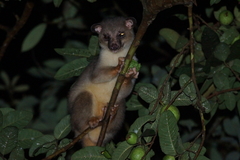 Arctogalidia trivirgata