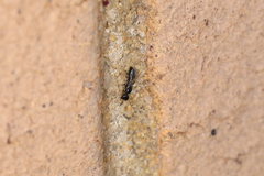 Spilomena