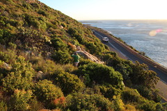 Leucadendron sessile