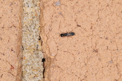 Spilomena